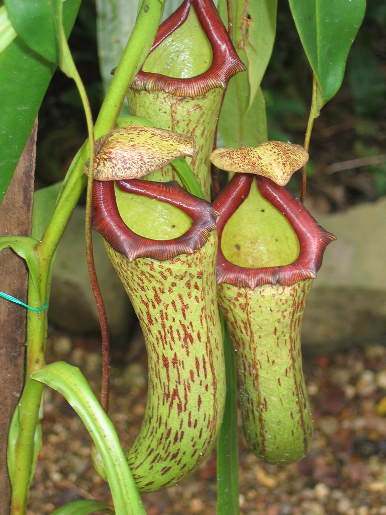 Pitcher plant! Critiques welcome : r/drawing